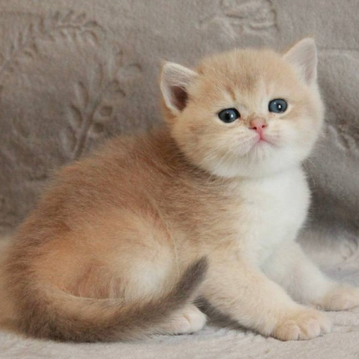 Major British Shorthair male, lilac golden chinchilla