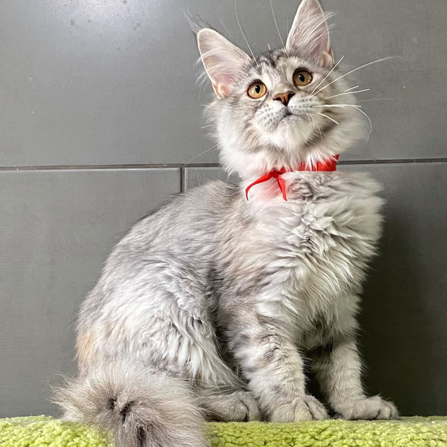 Western Dream Maine Coon female, black tortie silver tabby