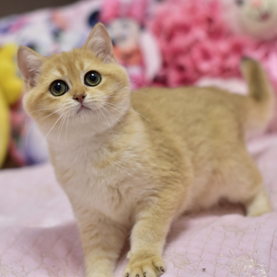Irwin British Shorthair male, black golden shaded