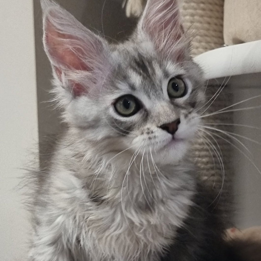 Elit Maine Coon male, black silver spotted tabby
