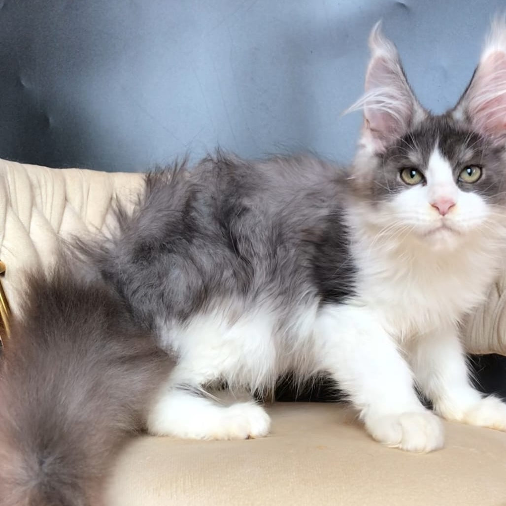 Casanova Maine Coon male, black silver bicolour