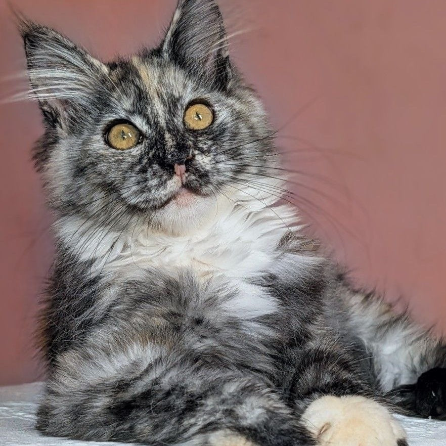Westalia Maine Coon female, black tortie silver