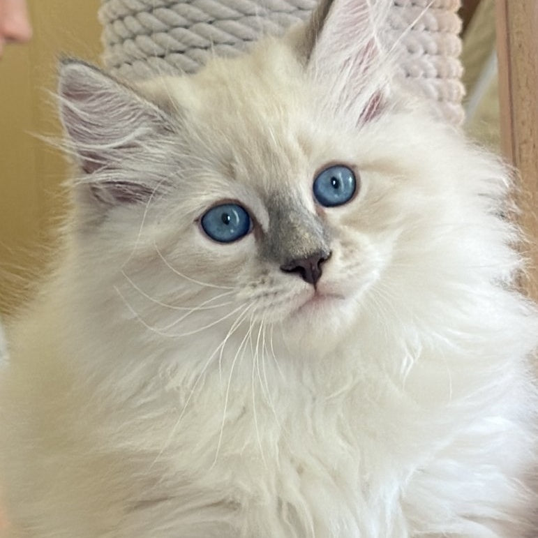 Zefir Siberian male, blue tabby pointed bicolour
