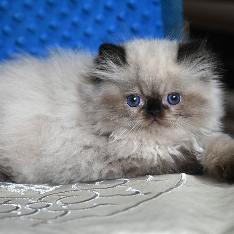 Brooklyn Persian male, black pointed