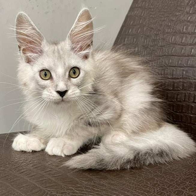 Kira Maine Coon female, black silver bicolour ticked tabby