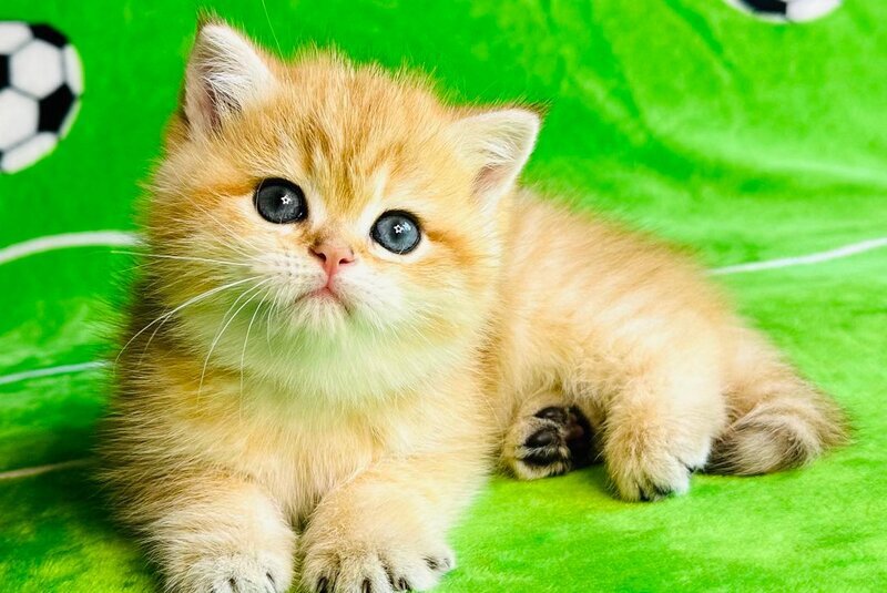 Cosmos British Shorthair male black golden spotted tabby - live animals