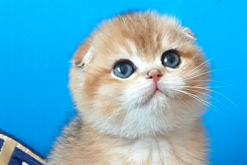 Milena Scottish Fold female, black golden shaded