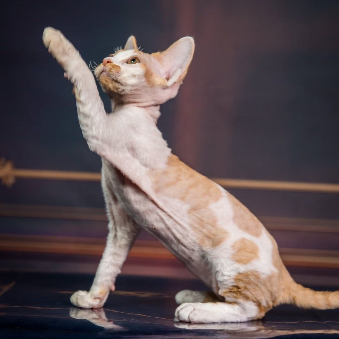 Kuki Devon Rex male, red bicolour