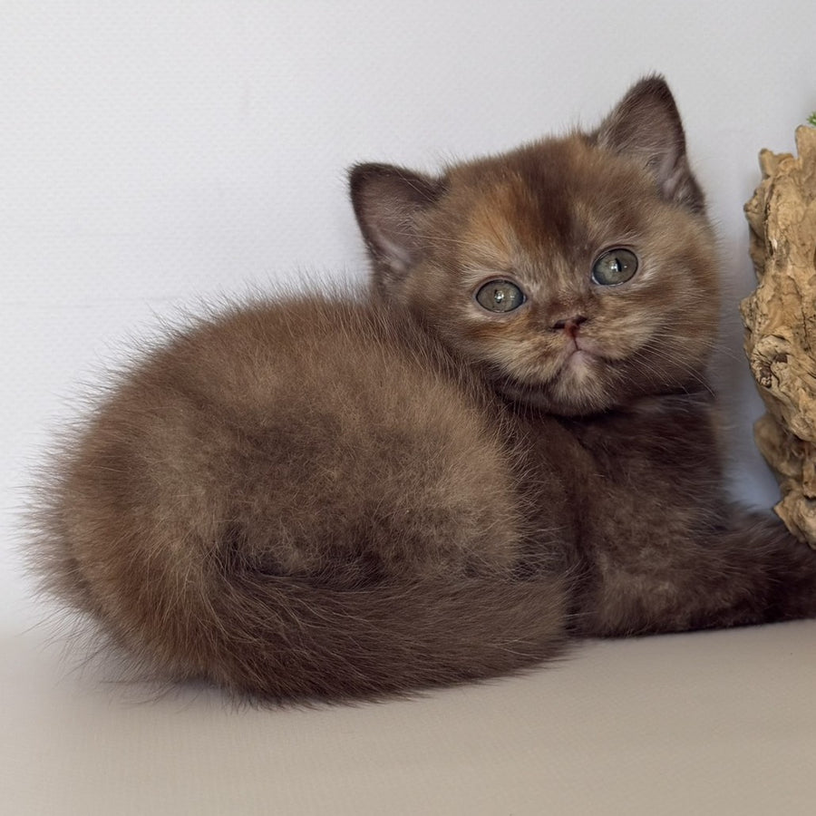 Giana British Shorthair female, cinnamon tortie