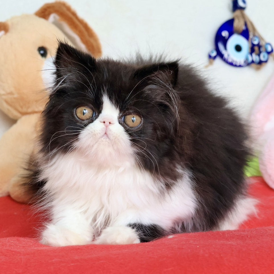 Yum Yum Persian male, black bicolour
