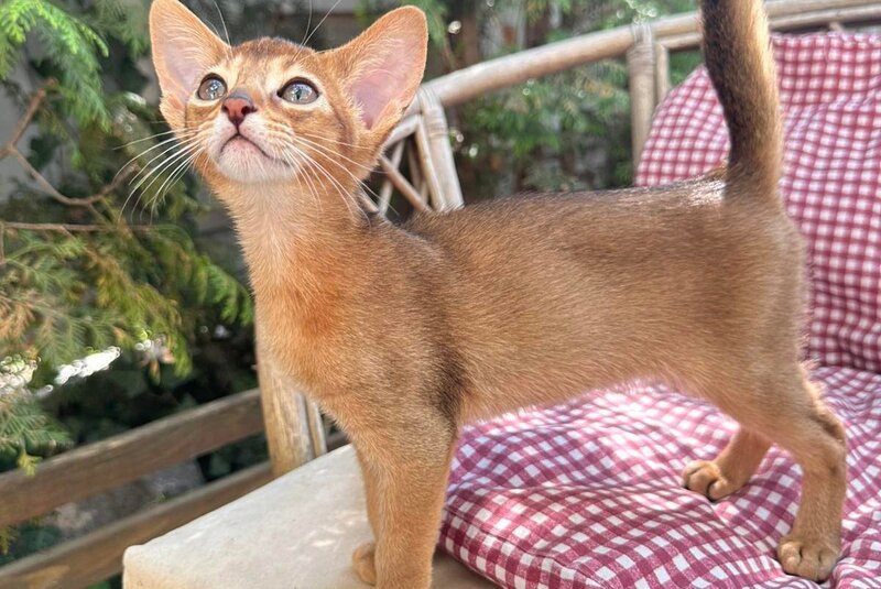 Clint Abyssinian male, black