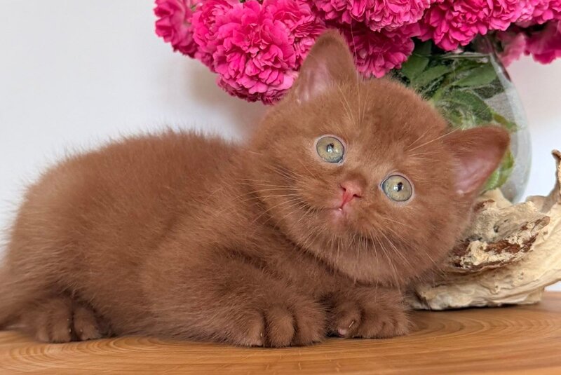 Fendi British Shorthair male, cinnamon