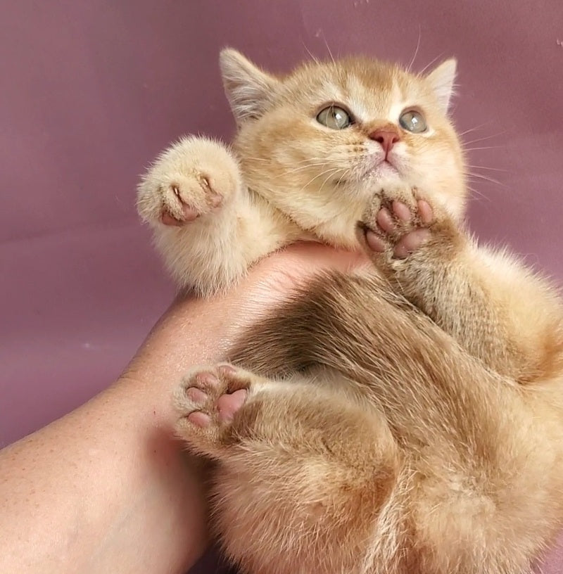 Ralph British Shorthair male cinnamon golden shaded - live animals