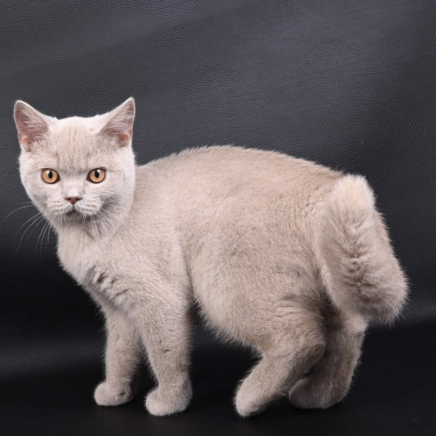 Nectar British Shorthair male, fawn