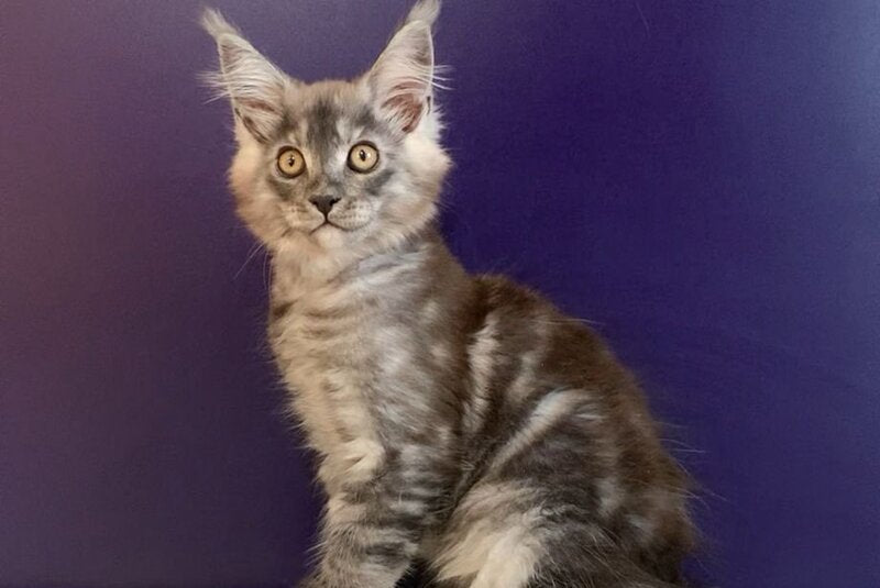 Nigel Maine Coon male, black silver