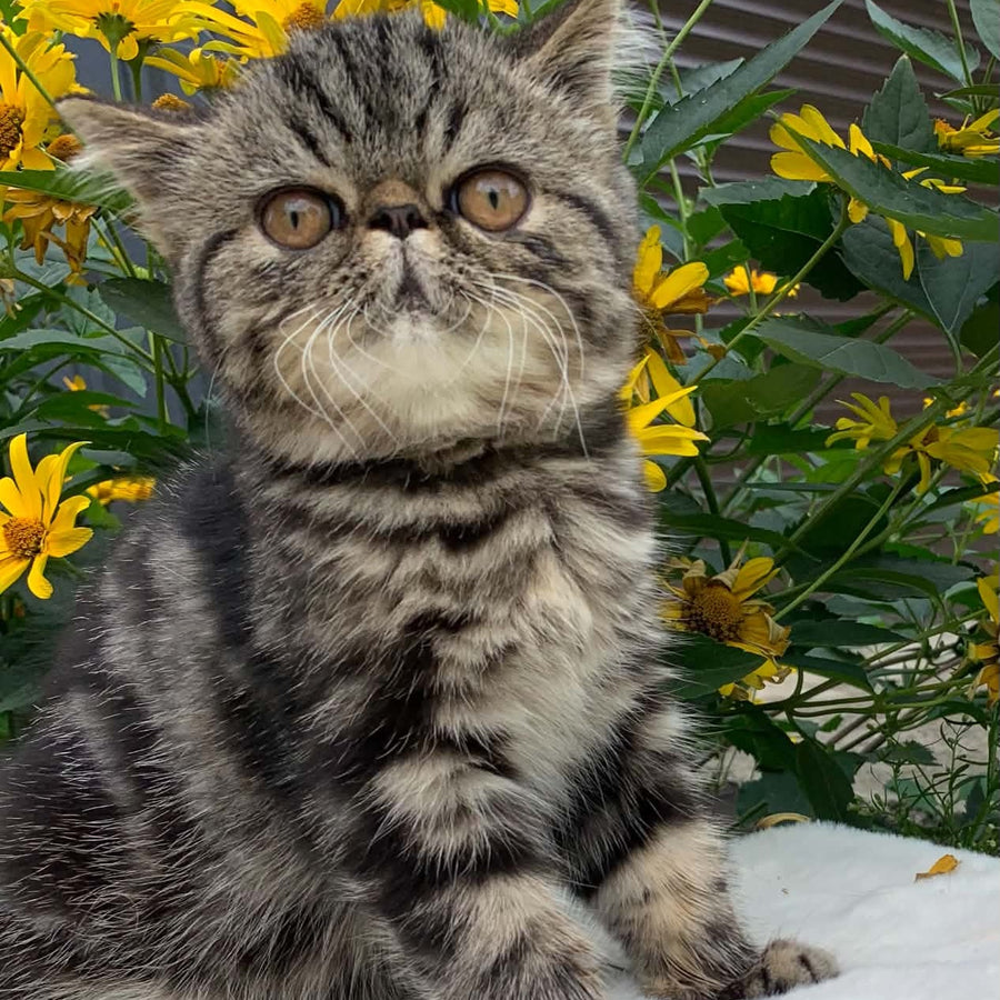 Milky Way Exotic male, black tabby