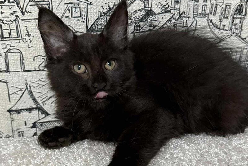 Fenomen Maine Coon male, black