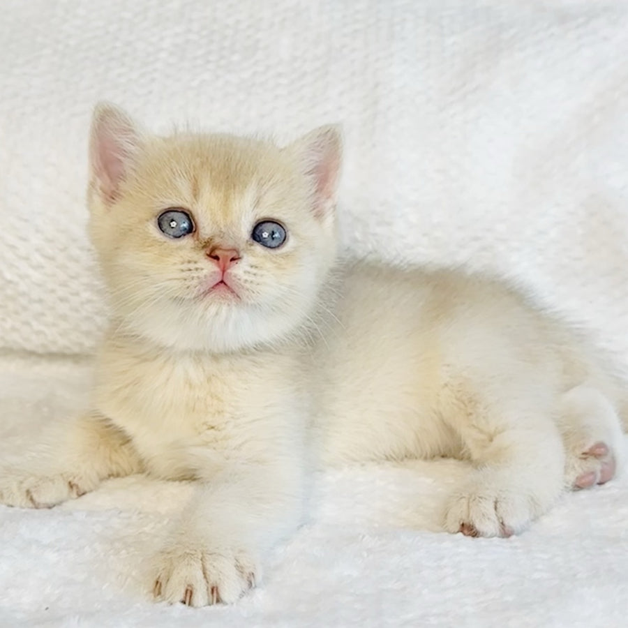 Galaxy Star British Shorthair male, lilac golden shaded