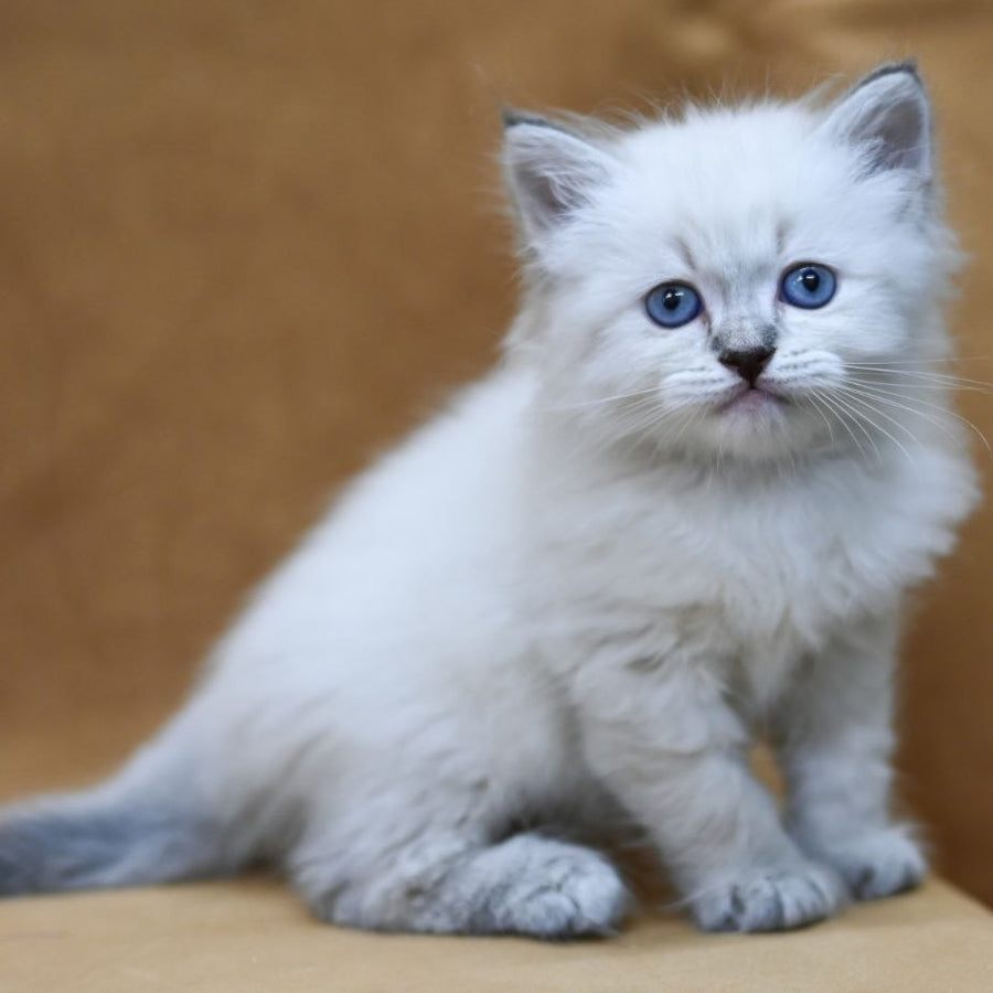 Gvidon Neva Masquerade male, blue tabby pointed