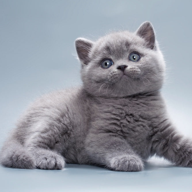 Quick British Shorthair male, blue
