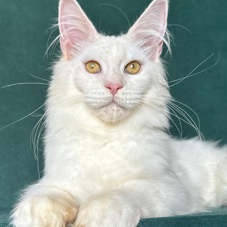 Dorothy Maine Coon female, red silver chinchilla