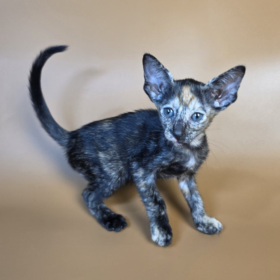 Fenja Oriental Shorthair female, black tortie
