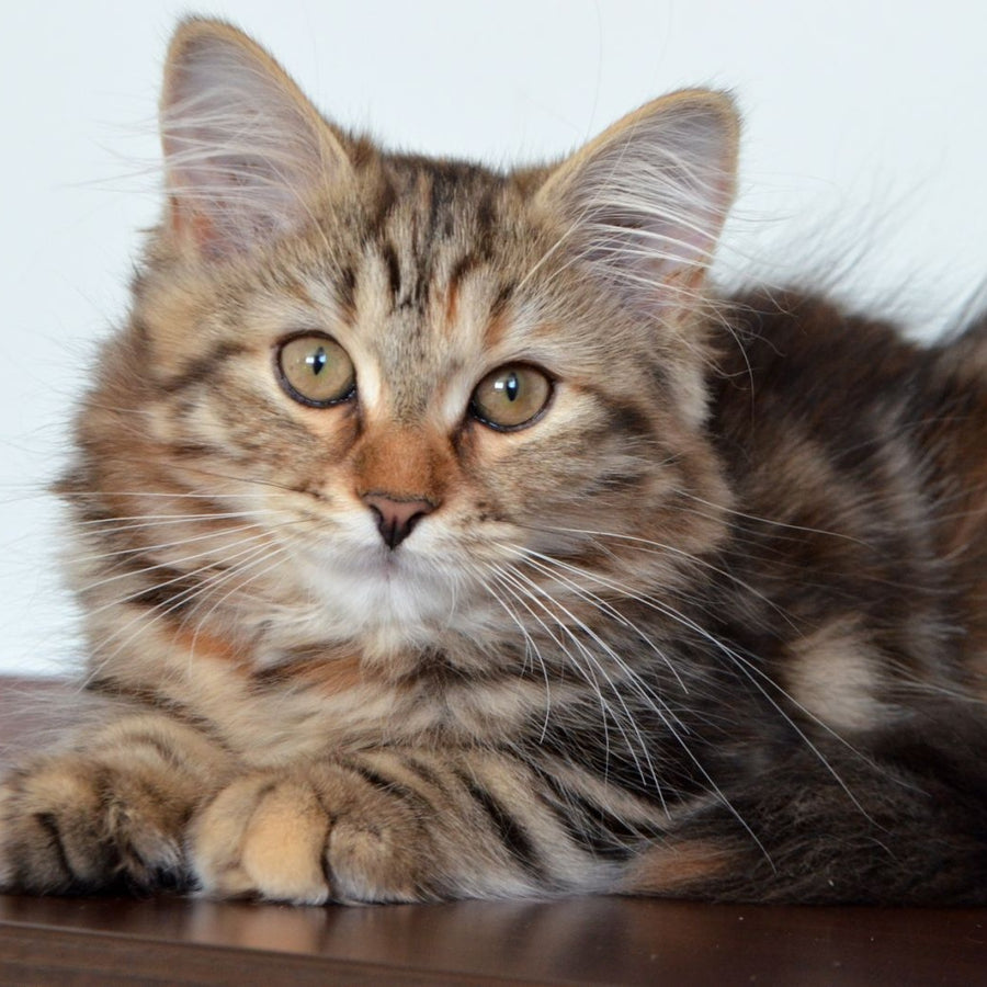 Tamina Siberian female, black tortie tabby