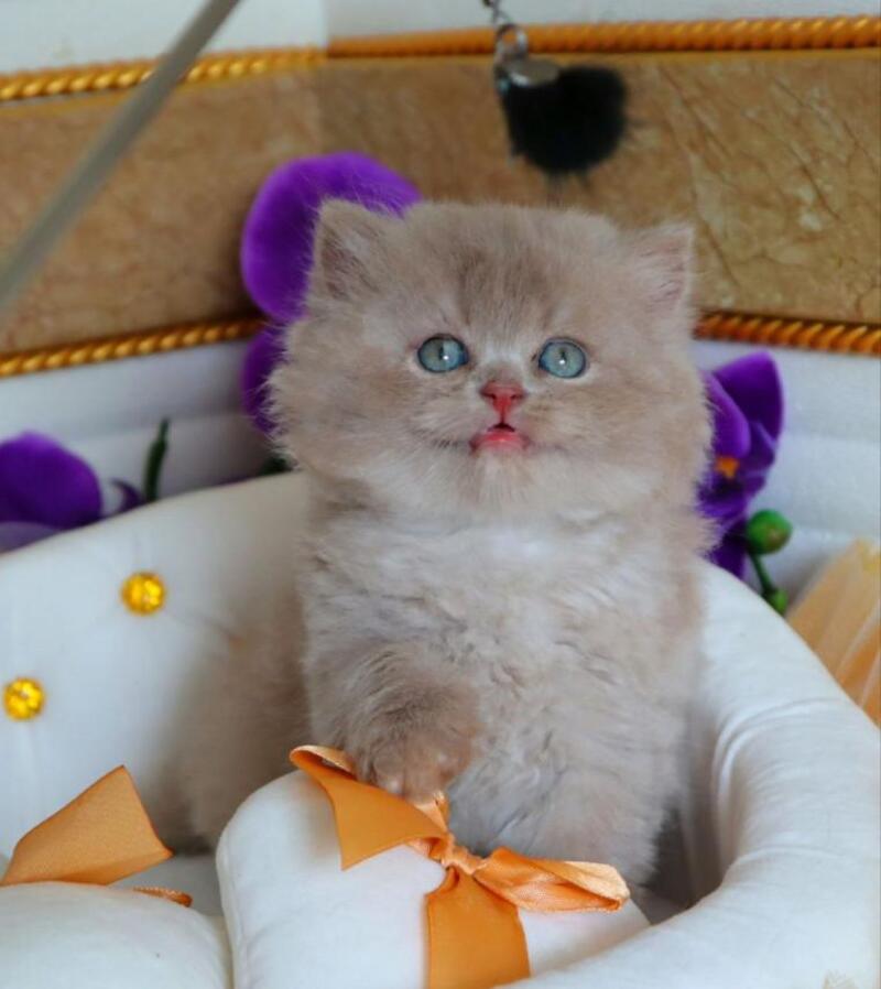 Benjamin British Longhair male fawn - live animals
