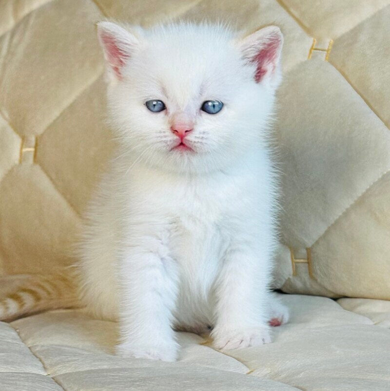 Elio British Shorthair male, red golden shaded pointed
