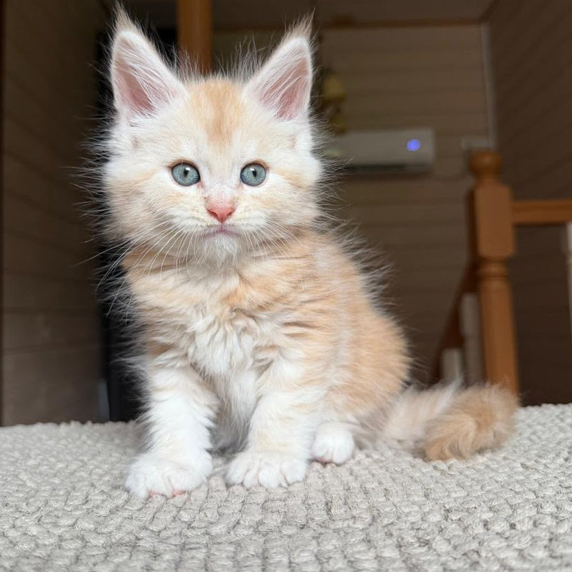 Champ Maine Coon male, red silver tabby