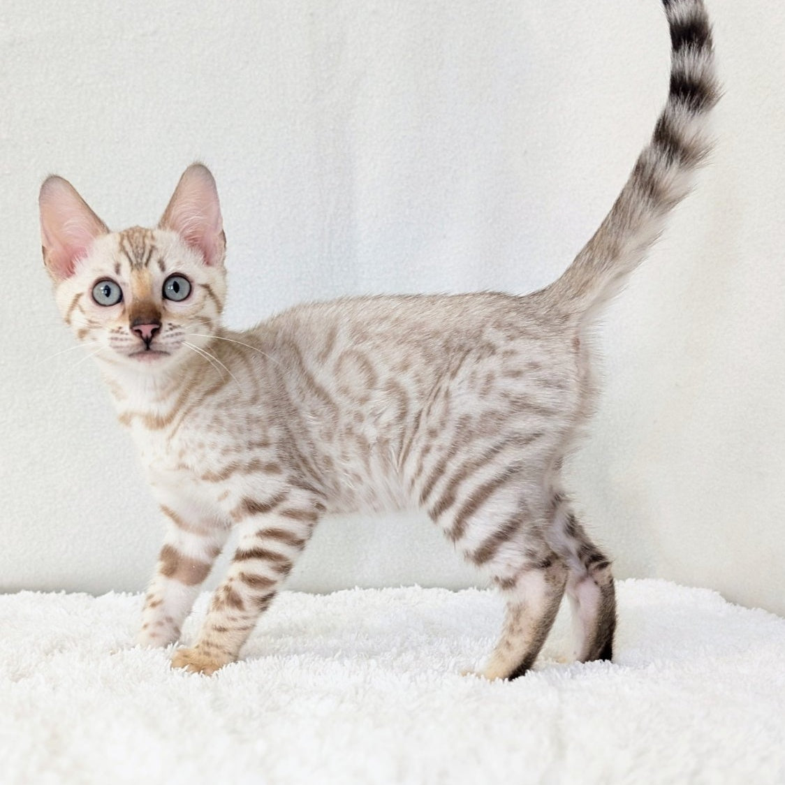 Celeste Bengal female, black silver spotted tabby pointed