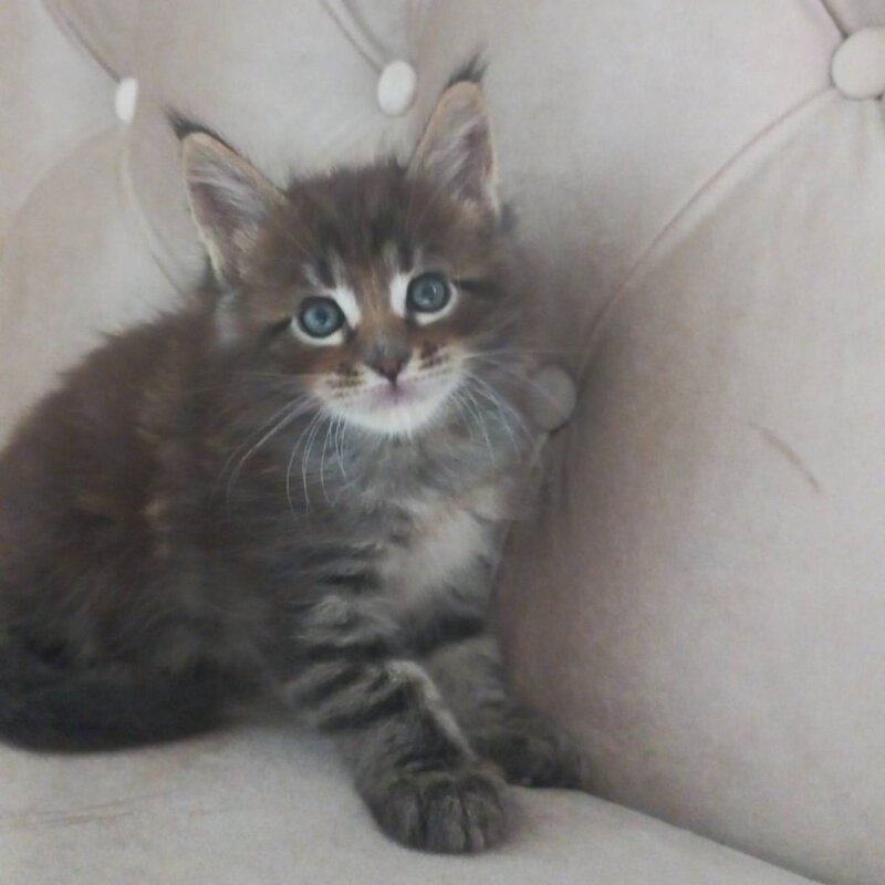 Norman Maine Coon male, black tabby