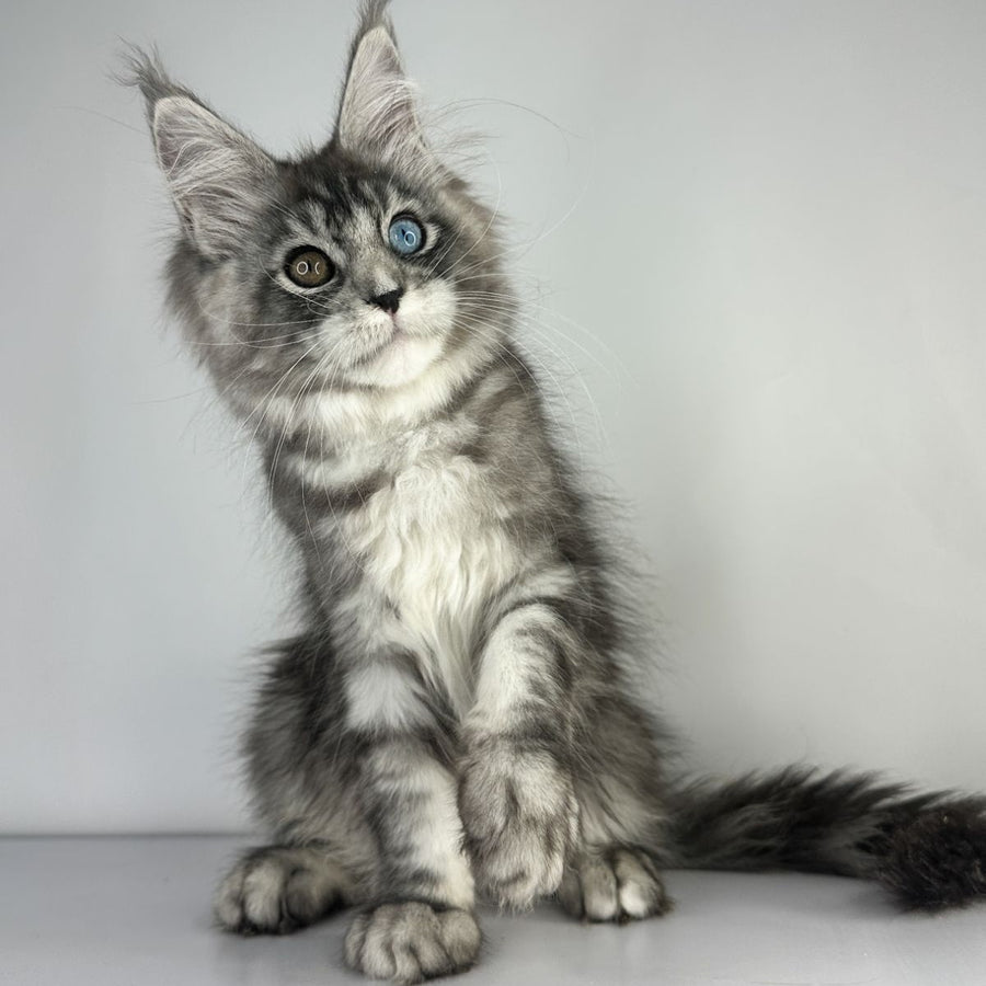 Claire Maine Coon female, black silver tabby