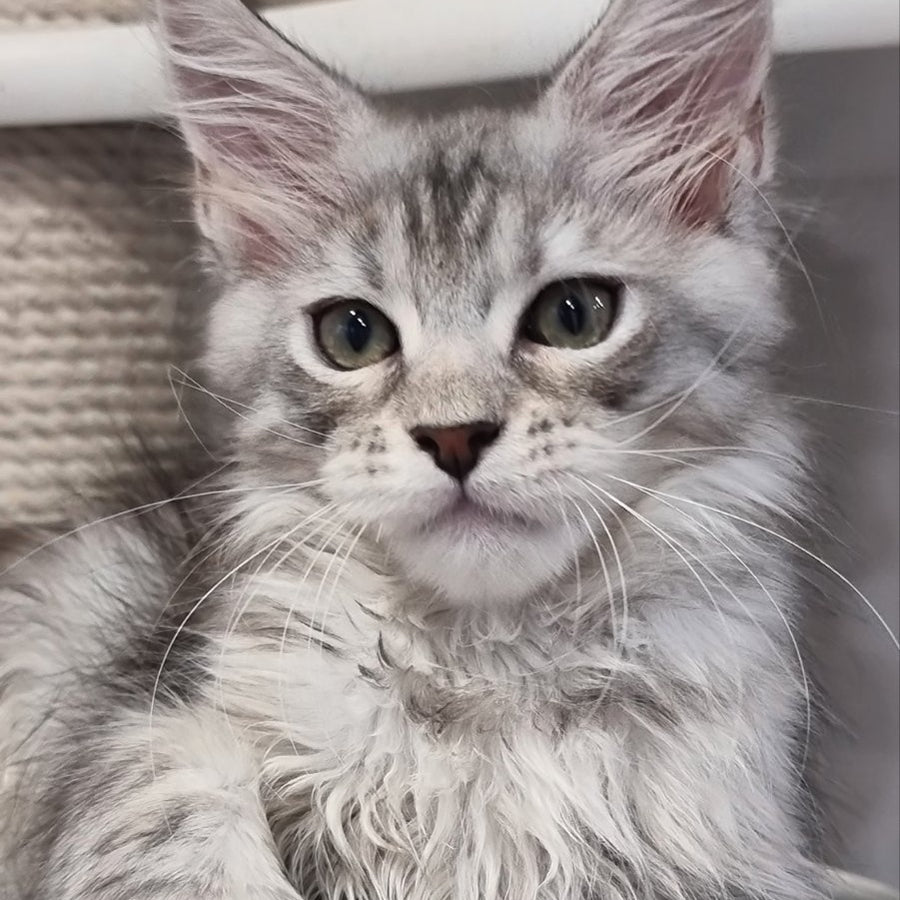 Elit Maine Coon male, black silver spotted tabby