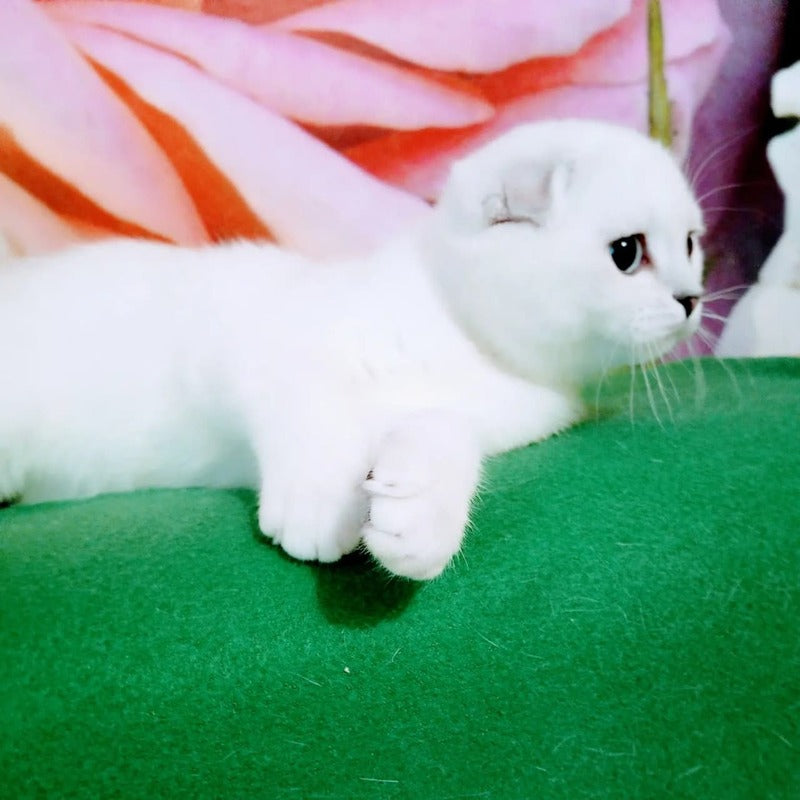 Princess Scottish Fold female, black silver shaded pointed