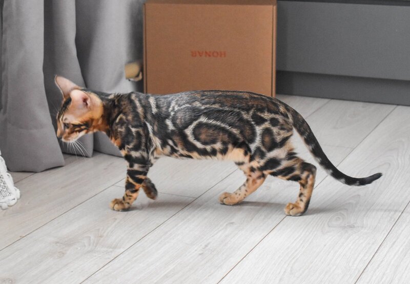 Wolt Bengal male black spotted tabby - live animals