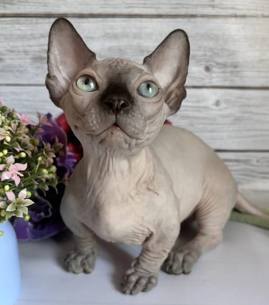 Richi Bambino male black pointed - live animals