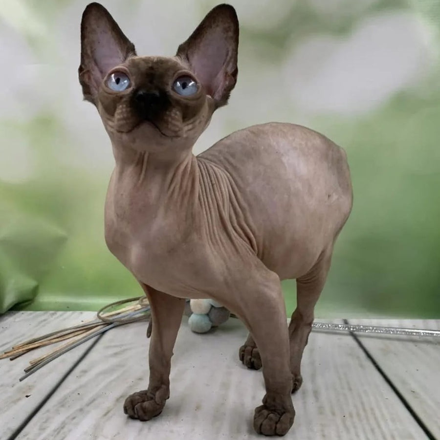 Gosha Canadian Sphynx male, black pointed