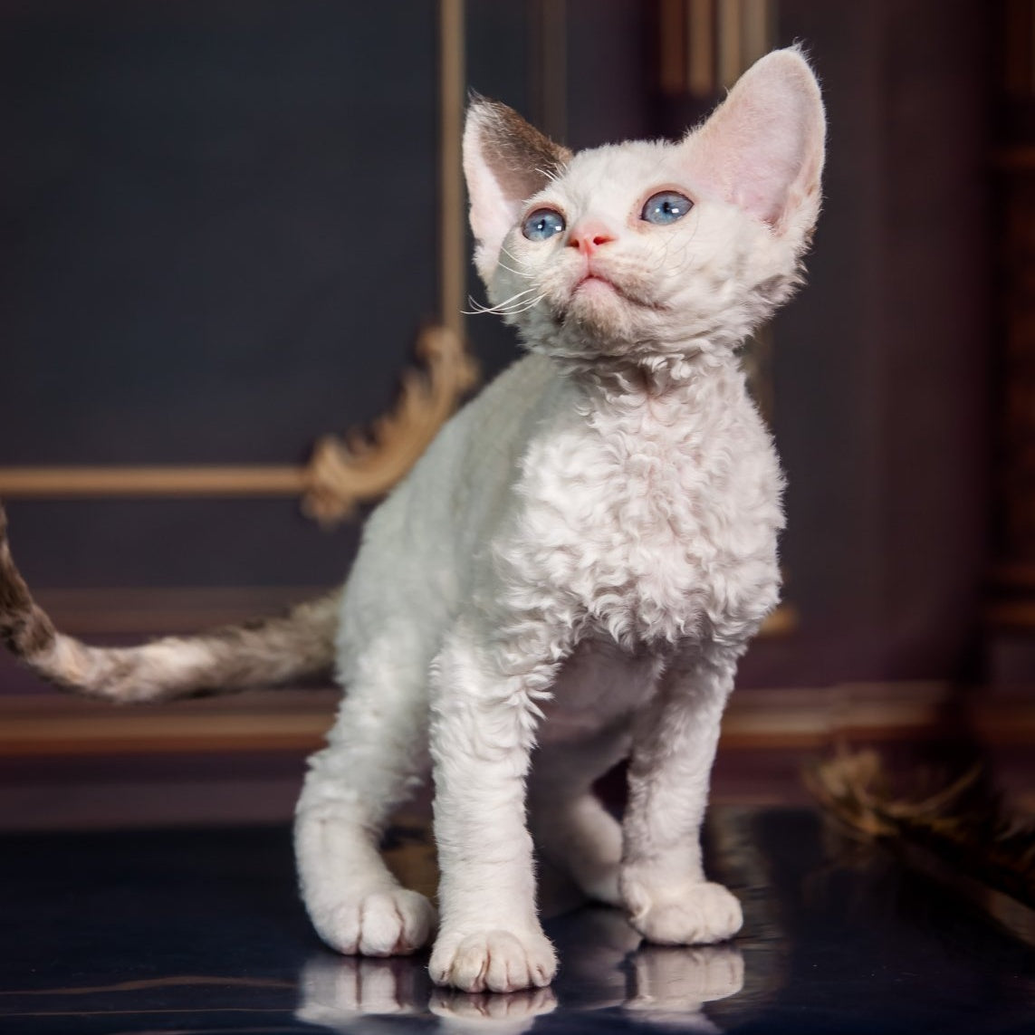 Karamel Devon Rex female, blue tortie pointed