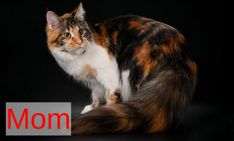 Jasmine Maine Coon female black silver ticked tabby live animals