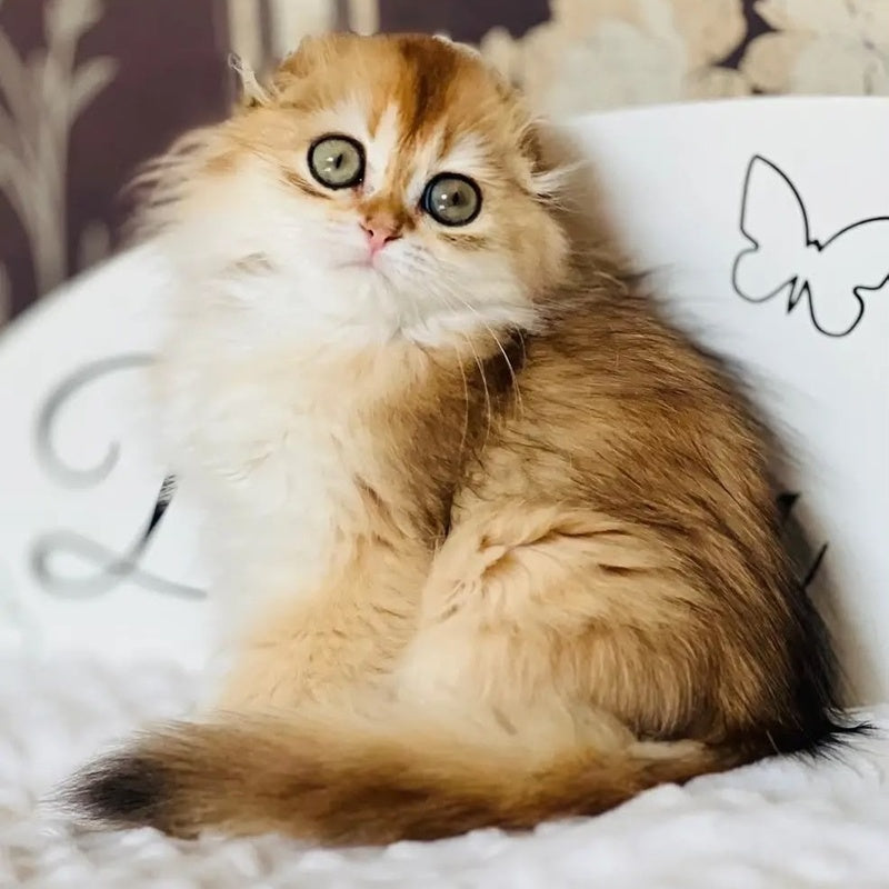 Kasablanka Scottish Fold female, black golden shaded