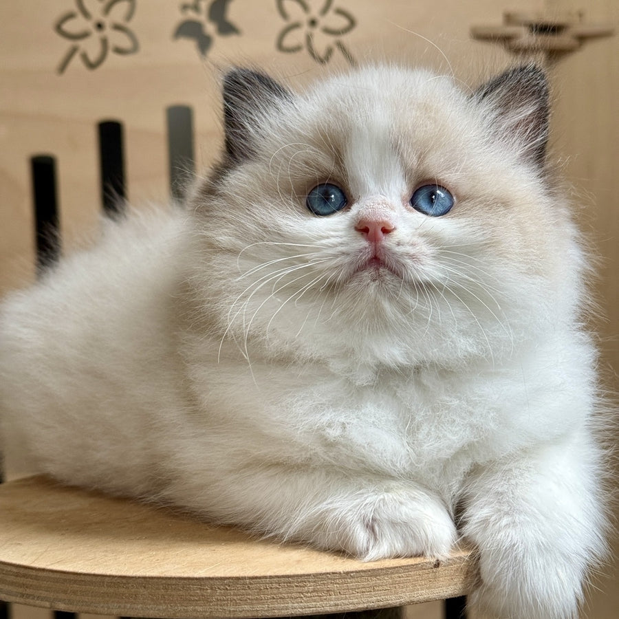 Muffin Ragdoll male, black bicolour