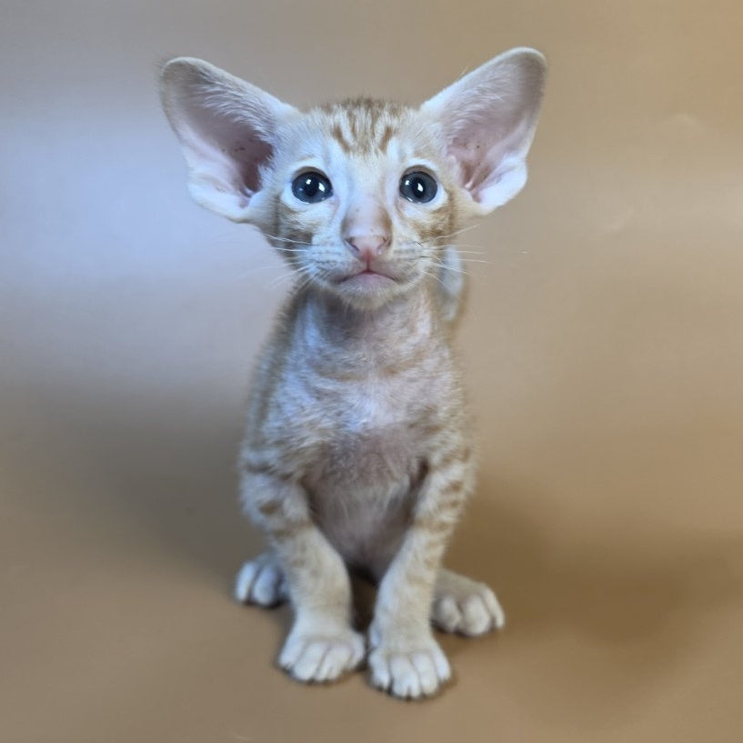 Flame Oriental Shorthair female, red