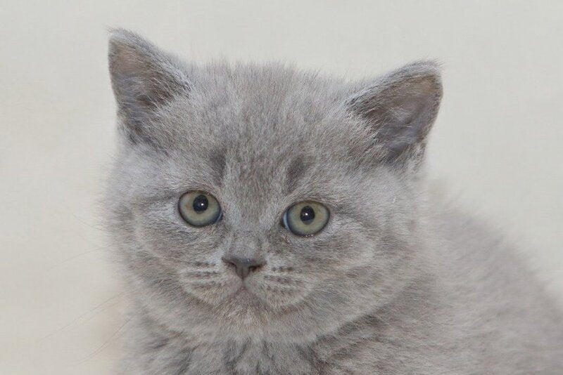 Ozzi British Shorthair male, blue