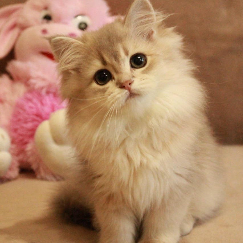 Olivia British Longhair female, blue golden shaded