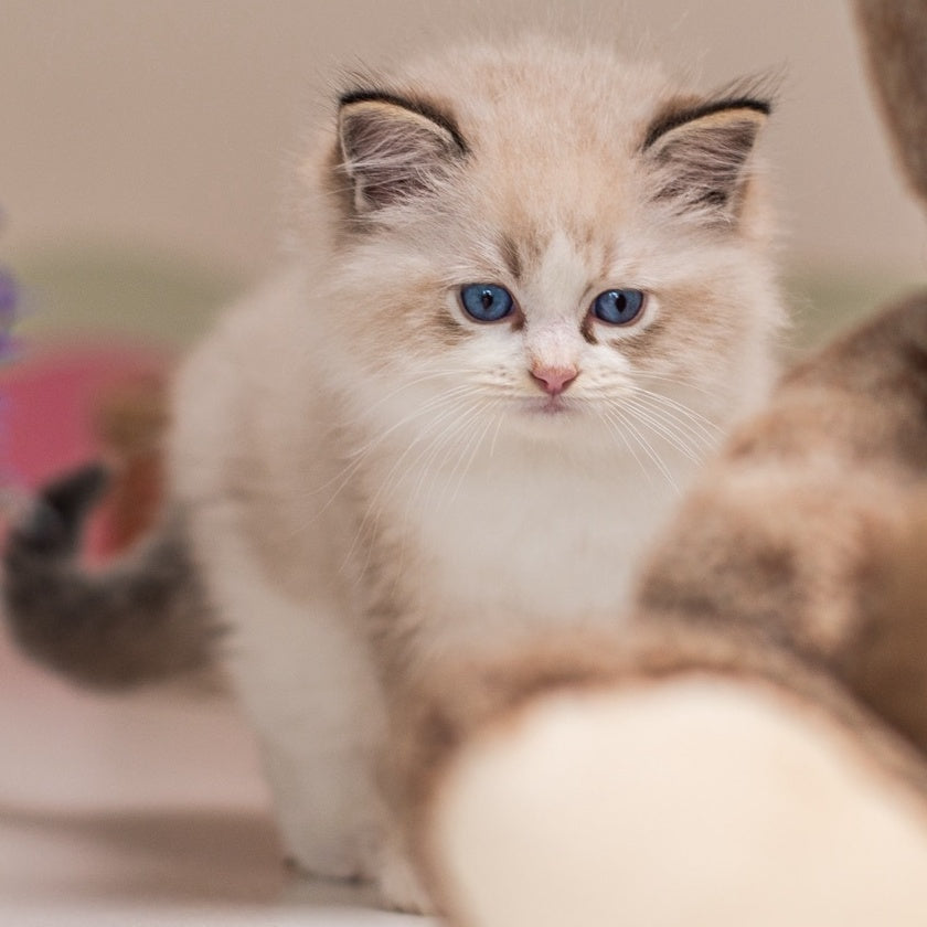 Xavi Ragdoll male, seal lynx bicolour