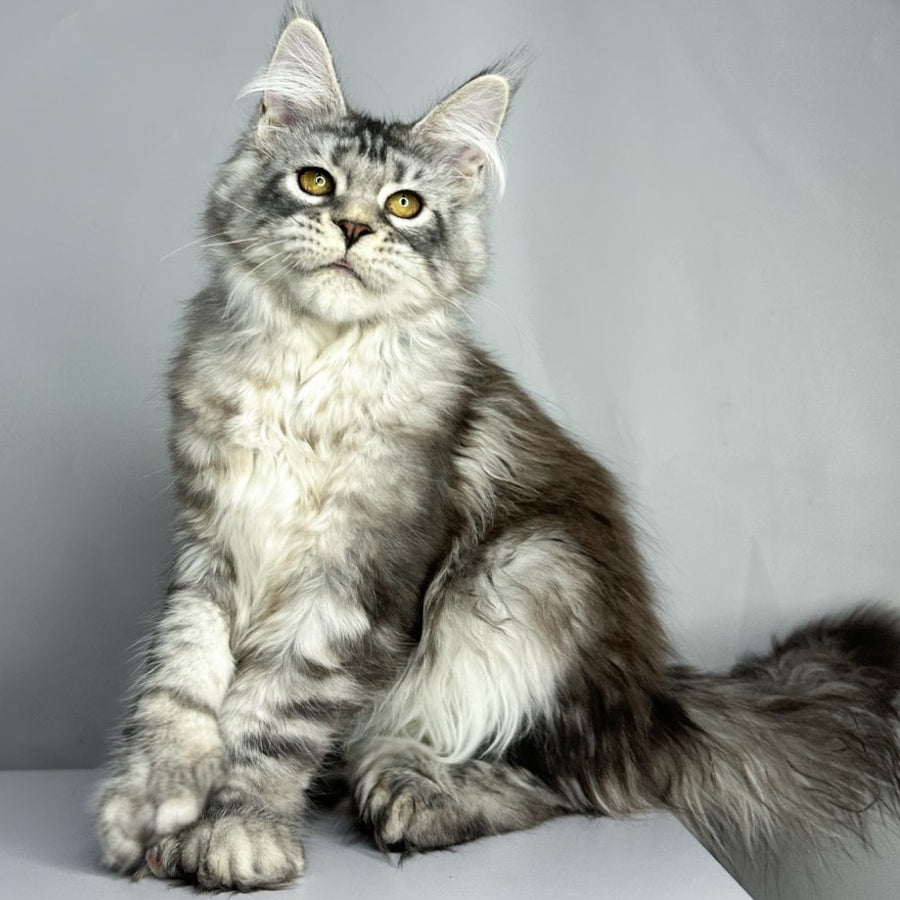 Bekka Maine Coon polydactyl 5x6x6x6 female, black silver tabby