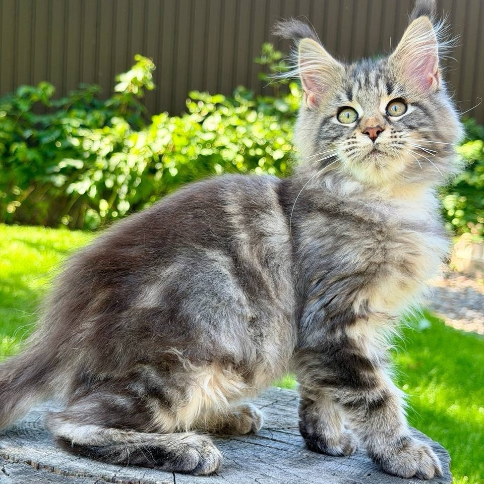 Nalla Maine Coon female, black tabby