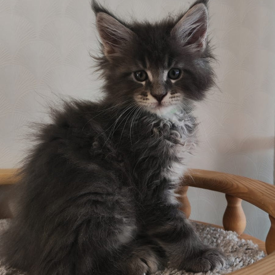 Cocos Maine Coon polydactyl 5x5x6x6 male, blue tabby
