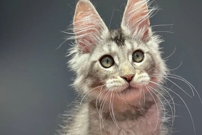 Alex Maine Coon male, black silver ticked tabby